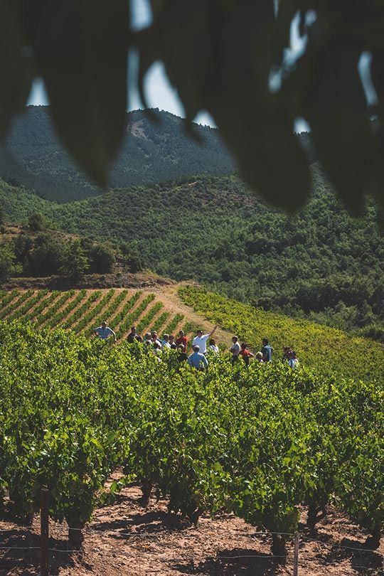 Visita a viñedos de Rioja